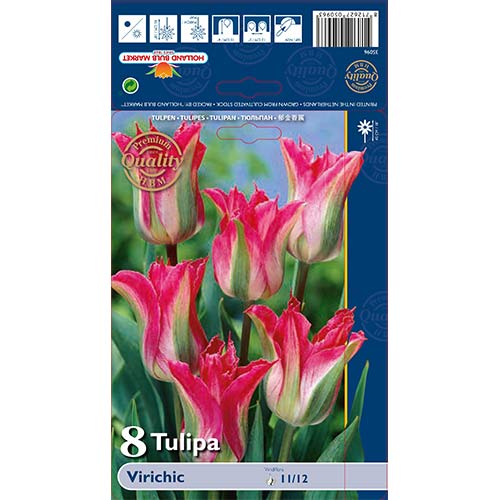 Tulpė žaliažiedė (Viridiflora) Virichic interface.art nuotrauka 1 Tulpė žaliažiedė (Viridiflora) Virichic interface.image 1 interface.art 67712
