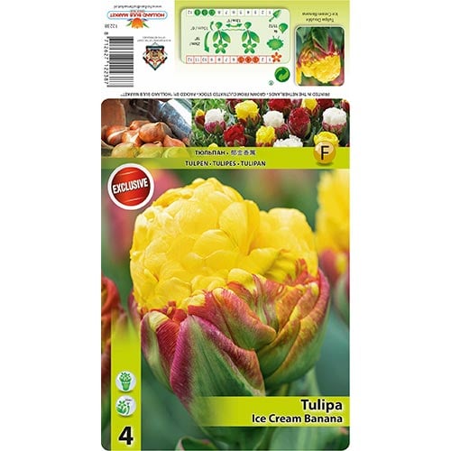 Tulpė žaliažiedė (Viridiflora) Ice Cream Banana interface.art nuotrauka 1 Tulpė žaliažiedė (Viridiflora) Ice Cream Banana interface.image 1 interface.art 68402