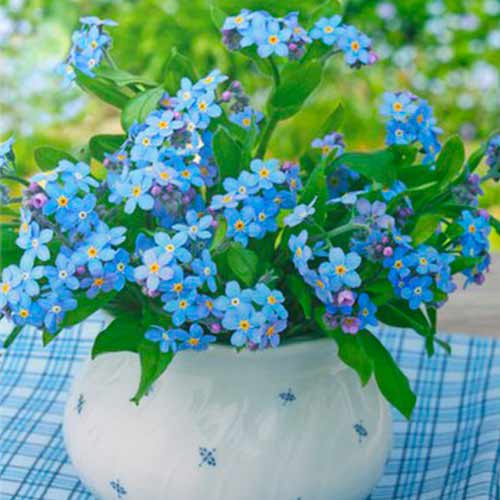 Užmirštuolės Ocean Carpet interface.art nuotrauka 1 Užmirštuolės Ocean Carpet interface.image 1 interface.art 96589