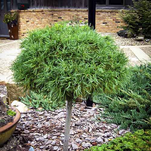 Veimutinė pušis Green Twist, C4 interface.image 1 interface.art 8257