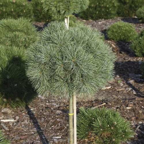 Veimutinė pušis Greg, C5 interface.image 1 interface.art 8258