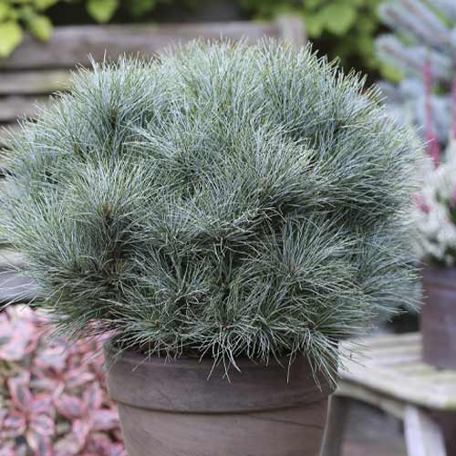 Veimutinė pušis Sea Urchin, C4 interface.image 1 interface.art 8259