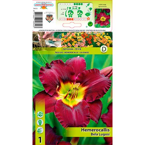 Viendienė (Hemerocallis) Bela Lugosi interface.art nuotrauka 1 Viendienė (Hemerocallis) Bela Lugosi interface.image 1 interface.art 76265