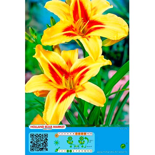 Viendienė (Hemerocallis) Bonanza interface.art nuotrauka 1 Viendienė (Hemerocallis) Bonanza interface.image 1 interface.art 76454