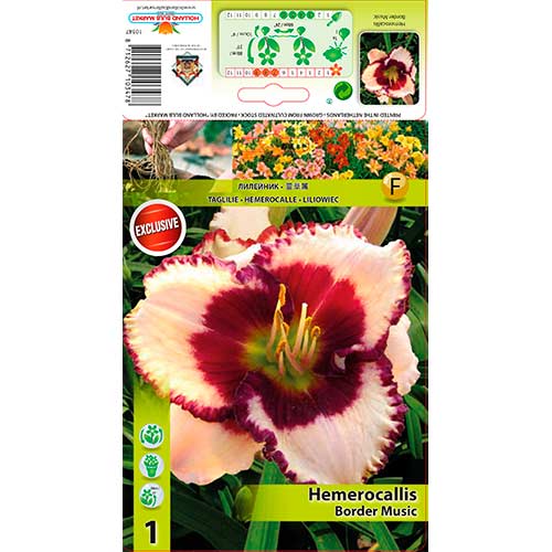 Viendienė (Hemerocallis) Border Music interface.art nuotrauka 1 Viendienė (Hemerocallis) Border Music interface.image 1 interface.art 70412