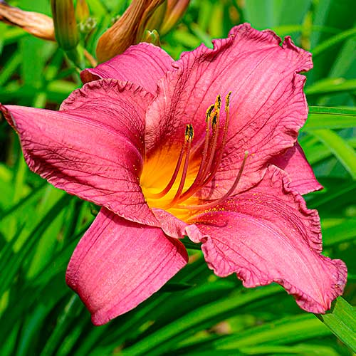 Viendienė (Hemerocallis) Dark Pink interface.image 1 interface.art 2049