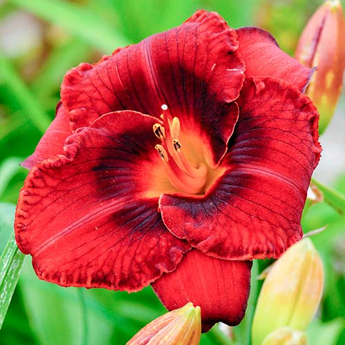 Viendienė (Hemerocallis) Dark red interface.image 1 interface.art 2047