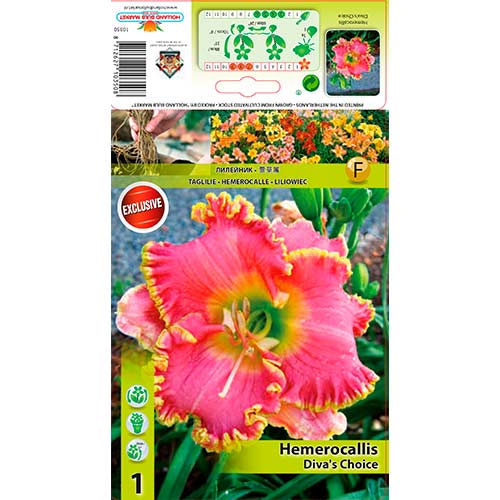 Viendienė (Hemerocallis) Diva‘s Choice interface.art nuotrauka 1 Viendienė (Hemerocallis) Diva‘s Choice interface.image 1 interface.art 76268