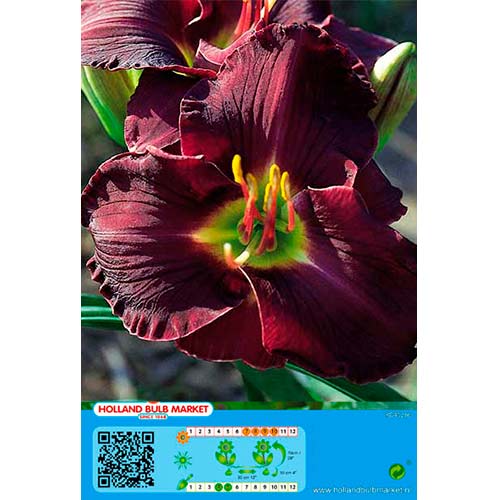 Viendienė (Hemerocallis) Double Black interface.art nuotrauka 1 Viendienė (Hemerocallis) Double Black interface.image 1 interface.art 76666