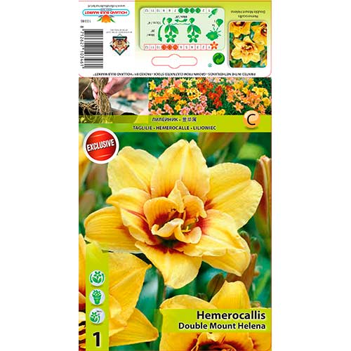 Viendienė (Hemerocallis) Mount Helena interface.art nuotrauka 1 Viendienė (Hemerocallis) Mount Helena interface.image 1 interface.art 76271