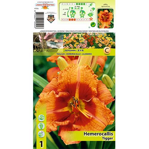 Viendienė (Hemerocallis) Tigger interface.art nuotrauka 1 Viendienė (Hemerocallis) Tigger interface.image 1 interface.art 70413