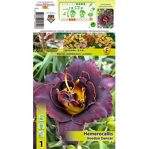 Viendienė (Hemerocallis) Voodoo Dancer interface.art nuotrauka 1 Viendienė (Hemerocallis) Voodoo Dancer interface.image 1 interface.art 70414