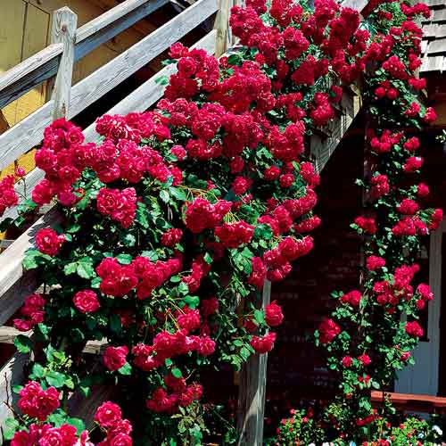 Vijoklinė rožė Bordo interface.art nuotrauka 1 Vijoklinė rožė Bordo interface.image 1 interface.art 5893