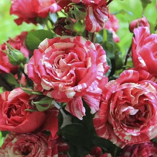 Vijoklinė rožė Chocolate Ripples interface.art nuotrauka 1 Vijoklinė rožė Chocolate Ripples interface.image 1 interface.art 6248