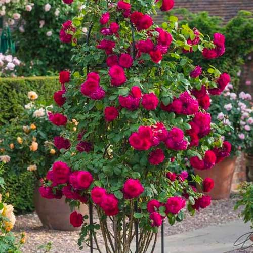 Vijoklinė rožė Dark Pink interface.image 1 interface.art 5895