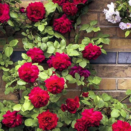 Vijoklinė rožė Don Juan interface.image 1 interface.art 6249