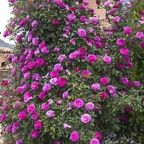 Vijoklinė rožė Gloriana interface.image 1 interface.art 6250