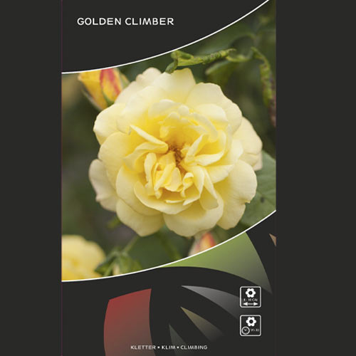 Vijoklinė rožė Golden Climber®, C3 interface.image 3 interface.art 5826