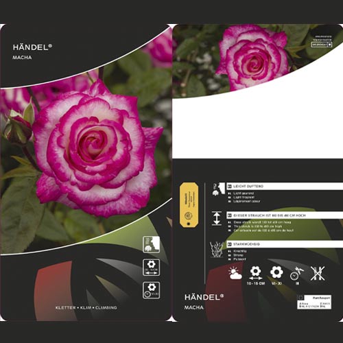 Vijoklinė rožė Händel ®, С3 interface.image 3 interface.art 6179