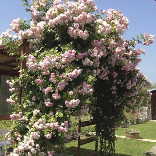 Vijoklinė rožė Jasmina ®, С5 interface.art nuotrauka 1 Vijoklinė rožė Jasmina ®, С5 interface.image 1 interface.art 6180