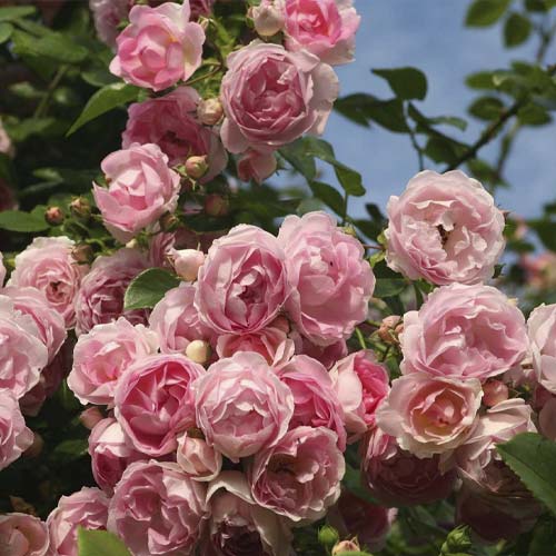 Vijoklinė rožė Jasmina ®, С5 interface.art nuotrauka 2 Vijoklinė rožė Jasmina ®, С5 interface.image 2 interface.art 6180