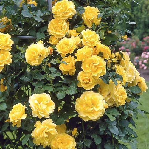 Vijoklinė rožė Lucia interface.art nuotrauka 1 Vijoklinė rožė Lucia interface.image 1 interface.art 6252