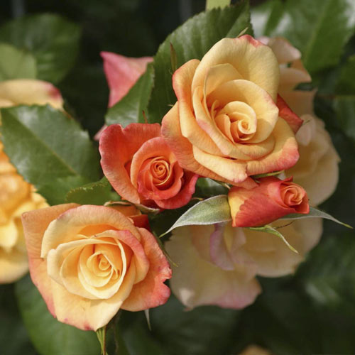 Vijoklinė rožė Moonlight ®, С5 interface.art nuotrauka 2 Vijoklinė rožė Moonlight ®, С5 interface.image 2 interface.art 6181