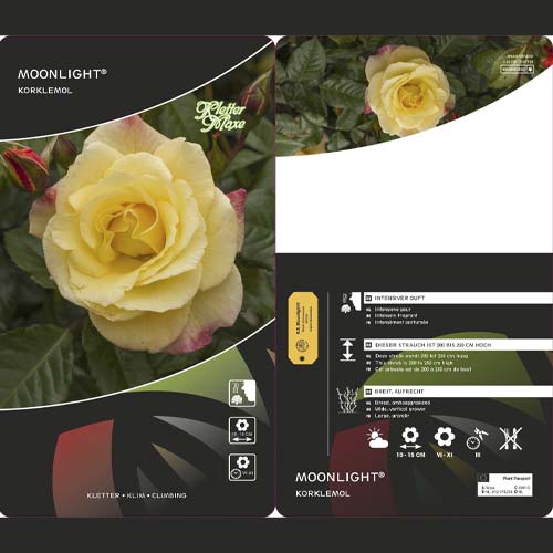 Vijoklinė rožė Moonlight ®, С5 interface.art nuotrauka 3 Vijoklinė rožė Moonlight ®, С5 interface.image 3 interface.art 6181