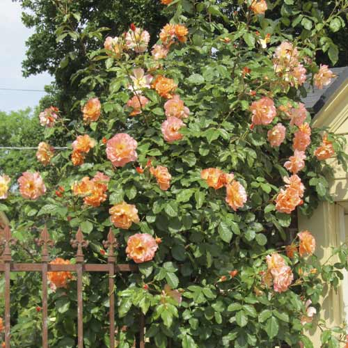 Vijoklinė rožė Orange Climbing interface.image 1 interface.art 6253