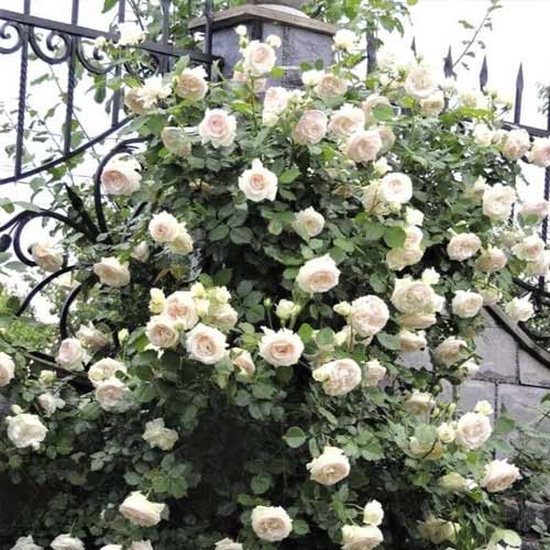 Vijoklinė rožė Palais Royal interface.art nuotrauka 1 Vijoklinė rožė Palais Royal interface.image 1 interface.art 6254