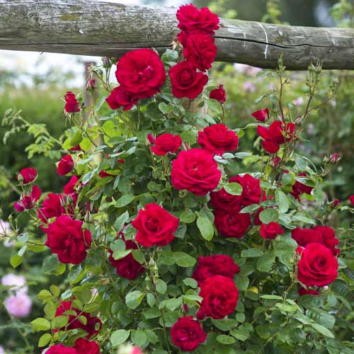 Vijoklinė rožė Red Rodin interface.art nuotrauka 1 Vijoklinė rožė Red Rodin interface.image 1 interface.art 6255