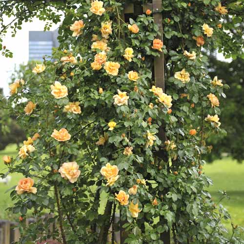 Vijoklinė rožė Redova ®, С5 interface.image 1 interface.art 6182