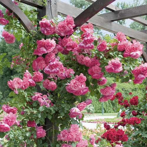 Vijoklinė rožė Rosarium Uetersen interface.art nuotrauka 1 Vijoklinė rožė Rosarium Uetersen interface.image 1 interface.art 6256