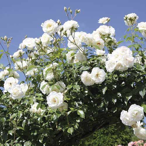 Vijoklinė rožė Schneewalzer interface.art nuotrauka 1 Vijoklinė rožė Schneewalzer interface.image 1 interface.art 6257