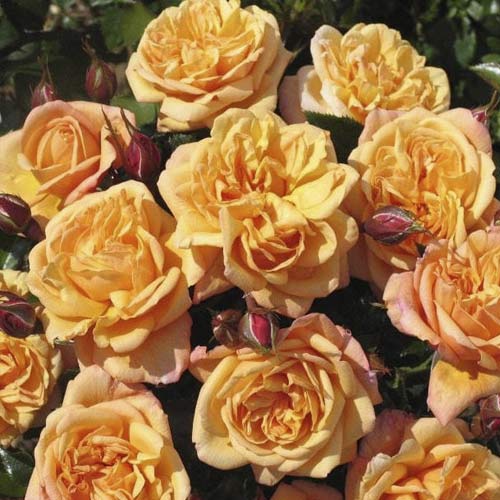 Vijoklinė rožė Susie ®, С5 interface.art nuotrauka 1 Vijoklinė rožė Susie ®, С5 interface.image 1 interface.art 6183