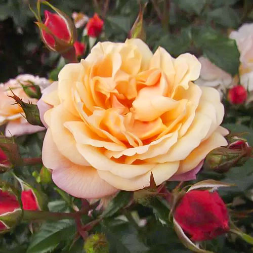 Vijoklinė rožė Susie ®, С5 interface.art nuotrauka 2 Vijoklinė rožė Susie ®, С5 interface.image 2 interface.art 6183