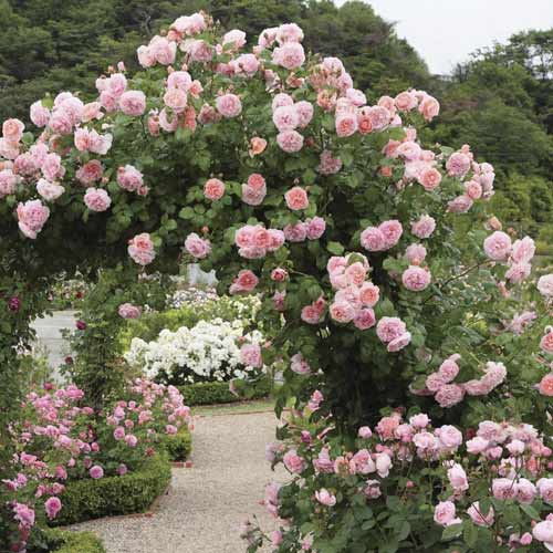 Vijoklinė rožė Valeria interface.art nuotrauka 1 Vijoklinė rožė Valeria interface.image 1 interface.art 6258