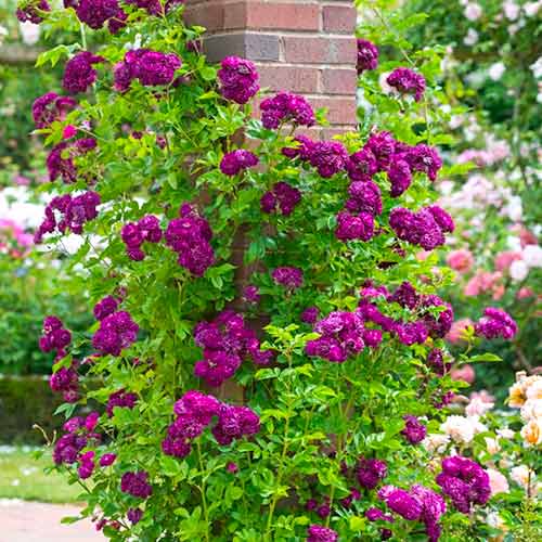 Vijoklinė rožė Violet interface.image 1 interface.art 5894