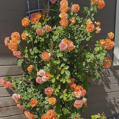 Vijoklinė rožė Westerland interface.image 1 interface.art 6259