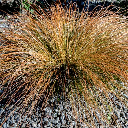 Viksva Carex testacea Prairie Fire interface.image 1 interface.art 5869