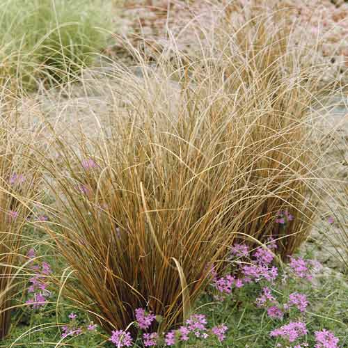 Viksva Red Rooster PBR, С3 interface.art nuotrauka 1 Viksva Red Rooster PBR, С3 interface.image 1 interface.art 8519