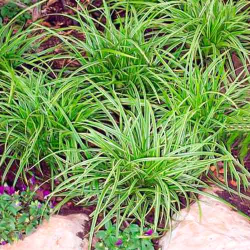 Viksvas (Carex) Ice Dance interface.art nuotrauka 1 Viksvas (Carex) Ice Dance interface.image 1 interface.art 5590