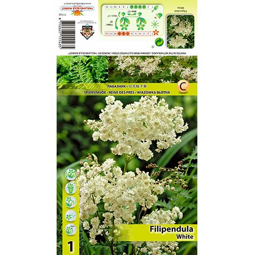 Vingiorykštė (Filipendula) Alba interface.art nuotrauka 1 Vingiorykštė (Filipendula) Alba interface.image 1 interface.art 70387