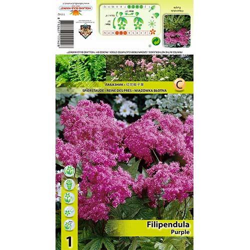 Vingiorykštė (Filipendula) Purple interface.art nuotrauka 1 Vingiorykštė (Filipendula) Purple interface.image 1 interface.art 70388