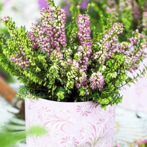 Viržiai Darley Dale interface.art nuotrauka 1 Viržiai Darley Dale interface.image 1 interface.art 5596