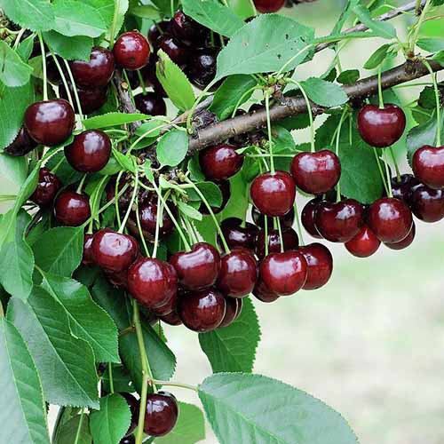 Višnė Achat, С2 interface.image 1 interface.art 4848