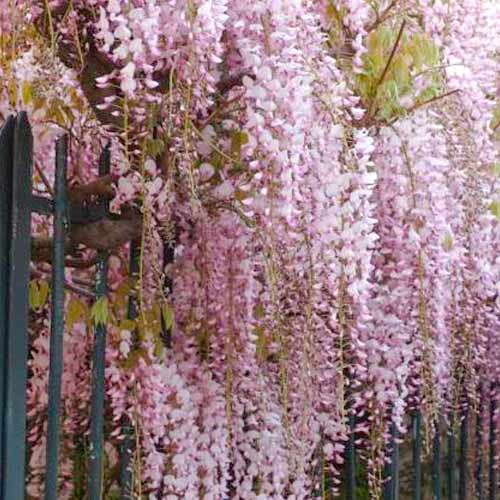 Visterija Rosea interface.image 1 interface.art 5631