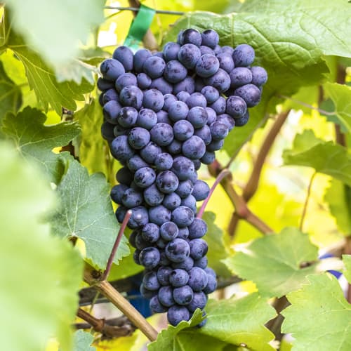 Vynuogės Alden interface.image 1 interface.art 6957