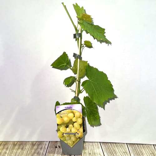 Vynuogės Arkadia, Р9 interface.image 2 interface.art 7303