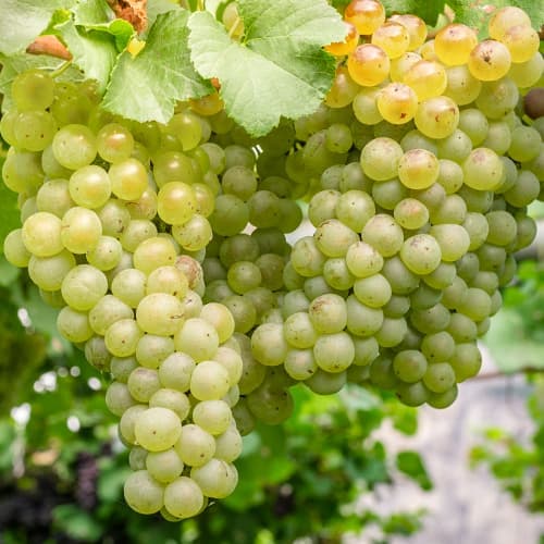 Vynuogės Aurora, P9 interface.image 1 interface.art 7372